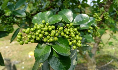 香蕉加冰糖有哪些功效网-分享香蕉加冰糖有哪些功效和作用，香蕉加冰糖功效与作用知识库