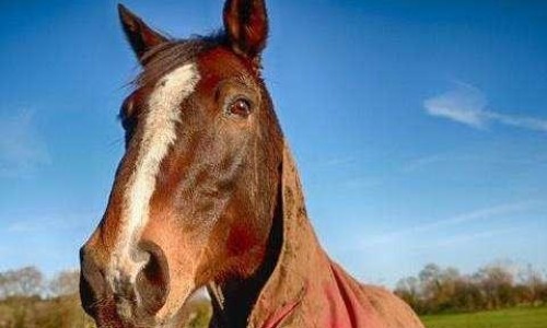 香蕉加冰糖煮水喝有什么功效-香蕉加冰糖有哪些功效网-分享香蕉加冰糖有哪些功效和作用，香蕉加冰糖功效与作用知识库